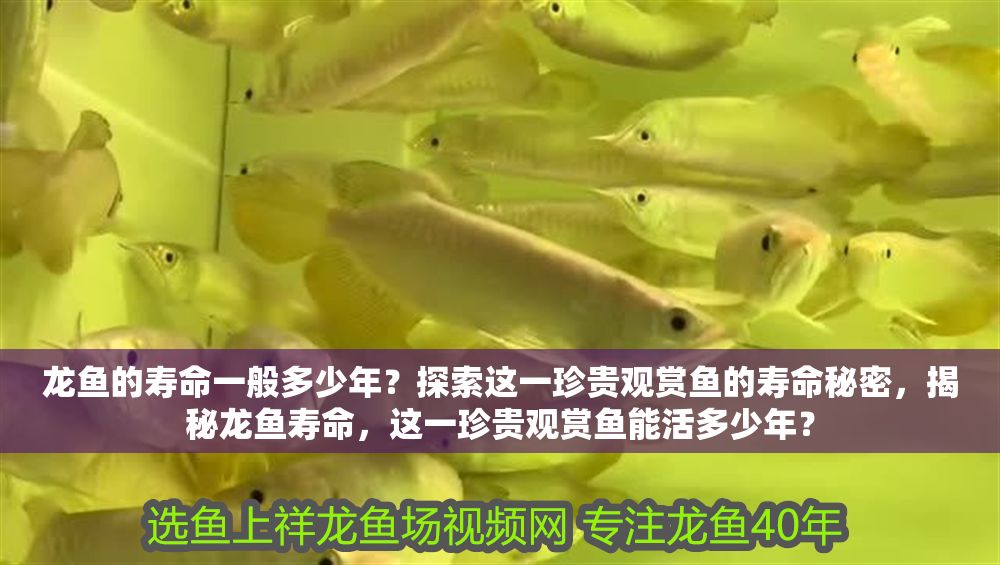 龍魚的壽命一般多少年？探索這一珍貴觀賞魚的壽命秘密，揭秘龍魚壽命，這一珍貴觀賞魚能活多少年？
