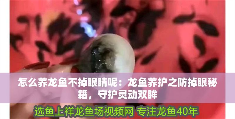怎么養(yǎng)龍魚不掉眼睛呢：龍魚養(yǎng)護之防掉眼秘籍，守護靈動雙眸 怎么養(yǎng)龍魚不掉眼睛呢：龍魚養(yǎng)護之防掉眼秘籍，守護靈動雙眸 龍魚百科 第1張