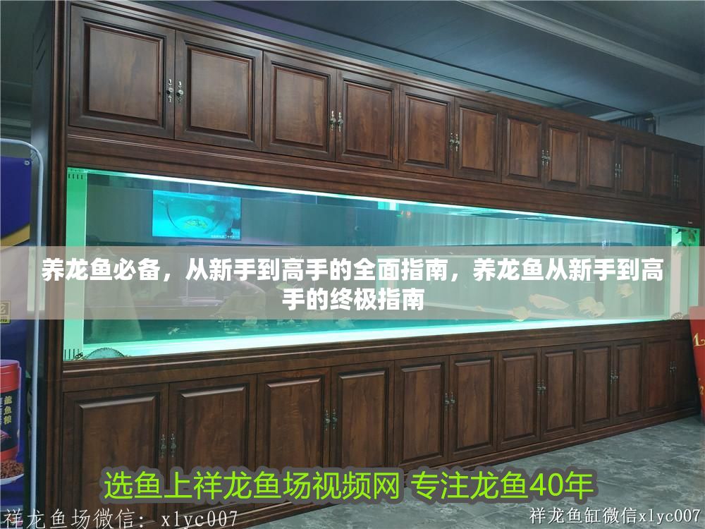 養龍魚必備，從新手到高手的全面指南，養龍魚從新手到高手的終極指南
