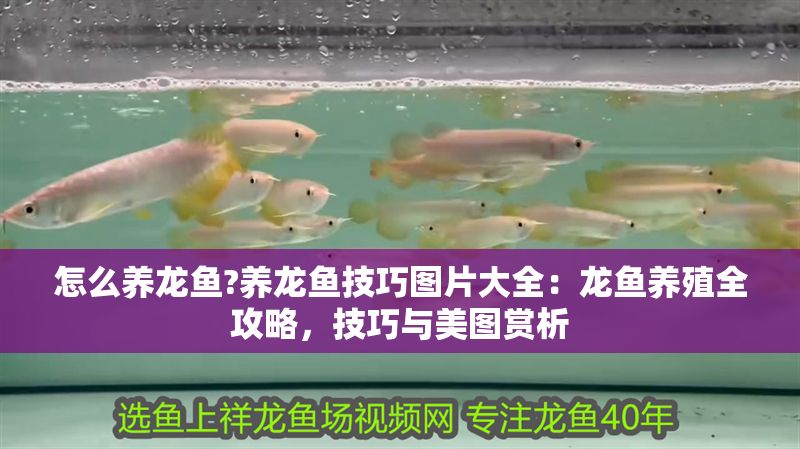 怎么養龍魚?養龍魚技巧圖片大全：龍魚養殖全攻略，技巧與美圖賞析 怎么養龍魚?養龍魚技巧圖片大全：龍魚養殖全攻略，技巧與美圖賞析 龍魚百科 第1張