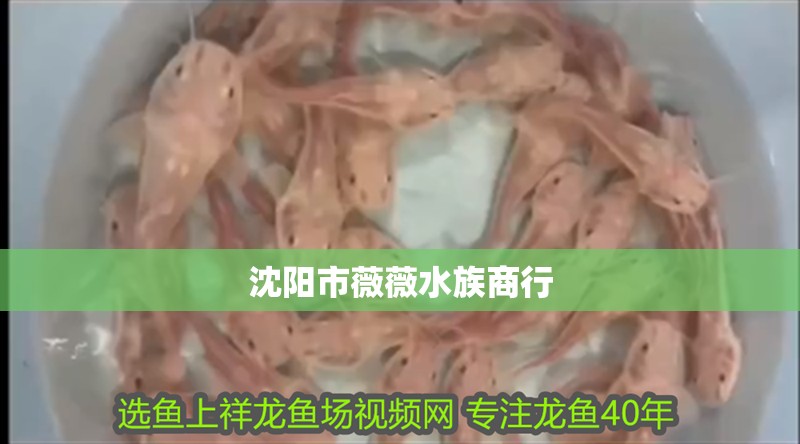 沈陽市薇薇水族商行