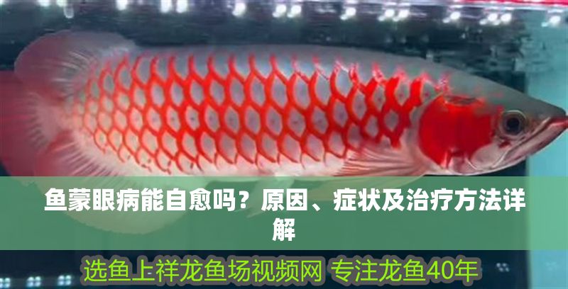 魚蒙眼病能自愈嗎？原因、癥狀及治療方法詳解 魚蒙眼病能自愈嗎？原因、癥狀及治療方法詳解 龍魚百科 第1張