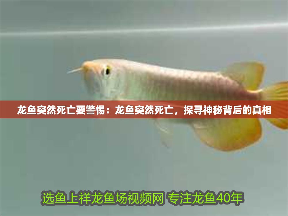 龍魚突然死亡要警惕：龍魚突然死亡，探尋神秘背后的真相
