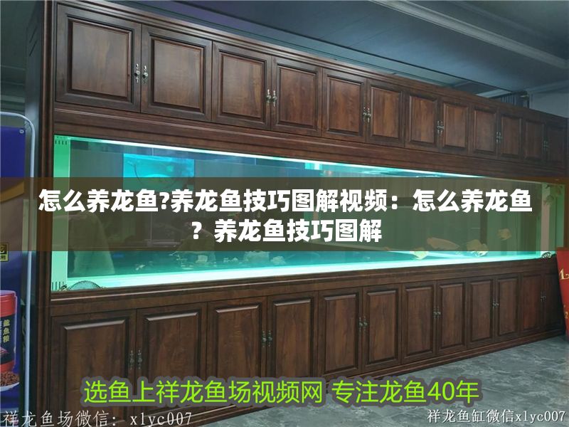 怎么養龍魚?養龍魚技巧圖解視頻：怎么養龍魚？養龍魚技巧圖解