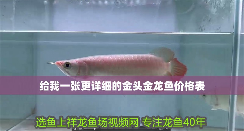 給我一張更詳細的金頭金龍魚價格表 給我一張更詳細的金頭金龍魚價格表 龍魚百科