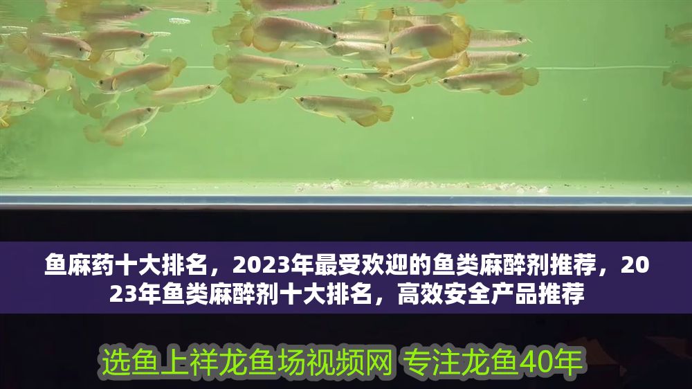 魚麻藥十大排名，2023年最受歡迎的魚類麻醉劑推薦，2023年魚類麻醉劑十大排名，高效安全產(chǎn)品推薦