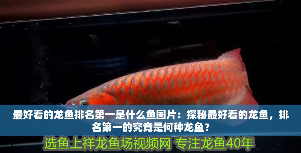 最好看的龍魚排名第一是什么魚圖片：探秘最好看的龍魚，排名第一的究竟是何種龍魚？