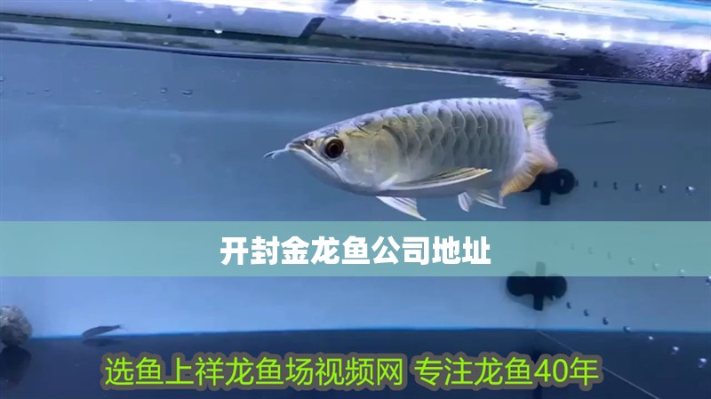 開封金龍魚公司地址