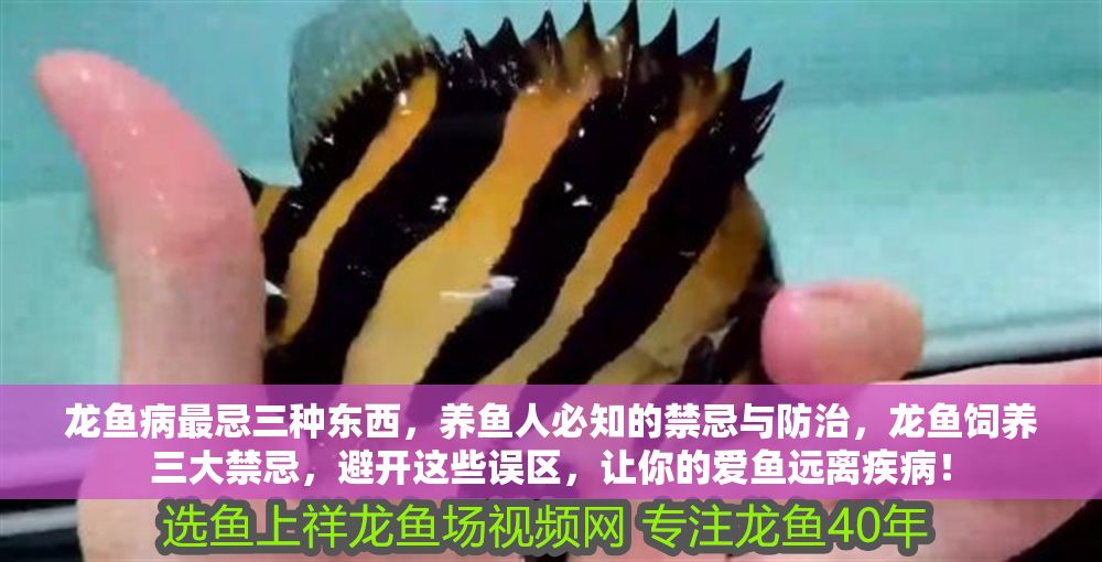 龍魚病最忌三種東西，養魚人必知的禁忌與防治，龍魚飼養三大禁忌，避開這些誤區，讓你的愛魚遠離疾病！ 龍魚病最忌三種東西，養魚人必知的禁忌與防治，龍魚飼養三大禁忌，避開這些誤區，讓你的愛魚遠離疾??！ 龍魚常見疾病 第1張