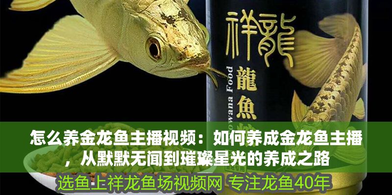 怎么養金龍魚主播視頻：如何養成金龍魚主播，從默默無聞到璀璨星光的養成之路