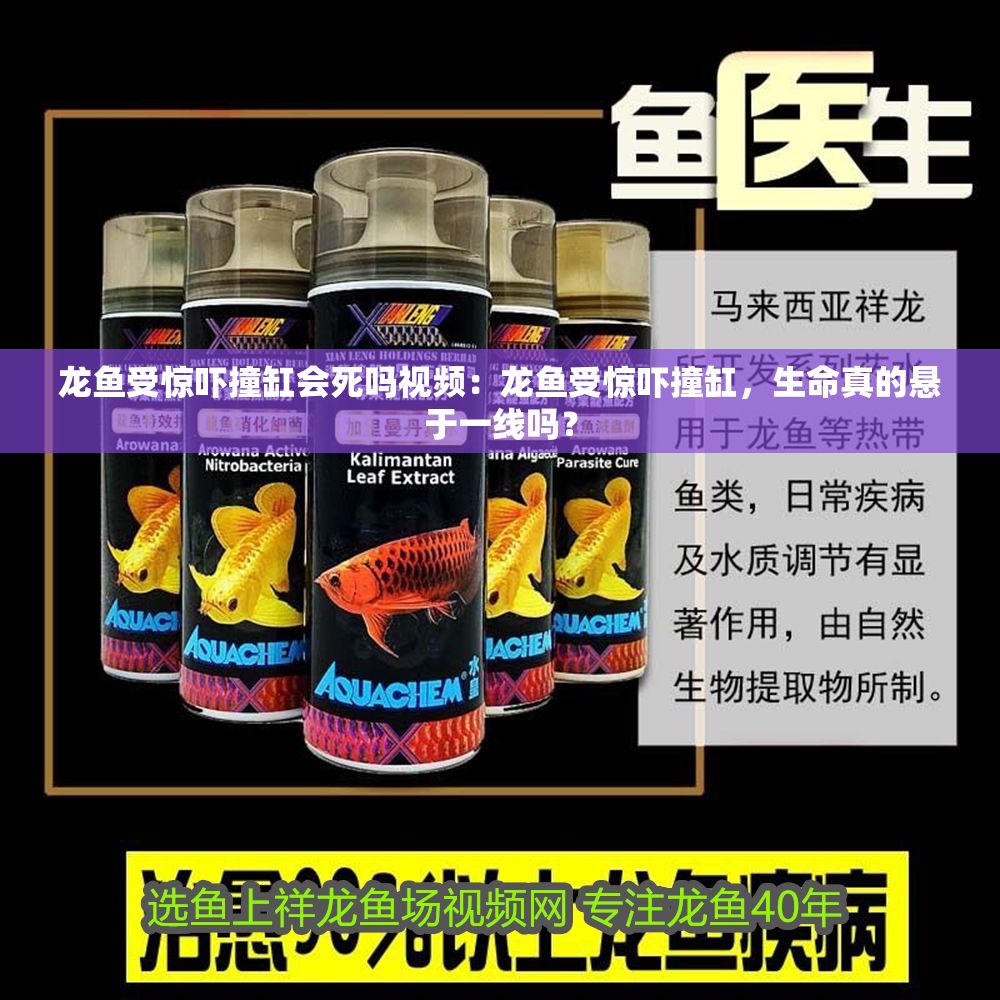 龍魚受驚嚇撞缸會死嗎視頻：龍魚受驚嚇撞缸，生命真的懸于一線嗎？