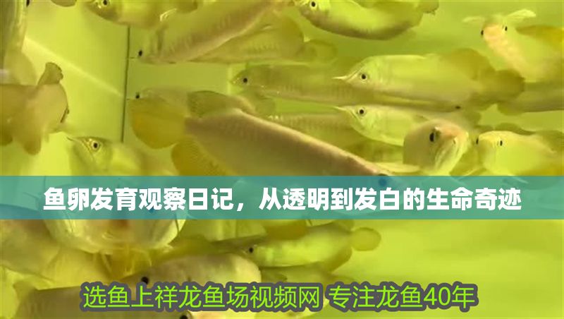 魚卵發育觀察日記，從透明到發白的生命奇跡