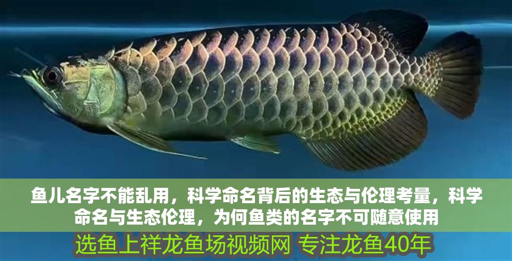 魚兒名字不能亂用，科學命名背后的生態與倫理考量，科學命名與生態倫理，為何魚類的名字不可隨意使用 魚兒名字不能亂用，科學命名背后的生態與倫理考量，科學命名與生態倫理，為何魚類的名字不可隨意使用 龍魚百科 第1張