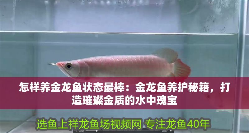 怎樣養金龍魚狀態最棒：金龍魚養護秘籍，打造璀璨金質的水中瑰寶