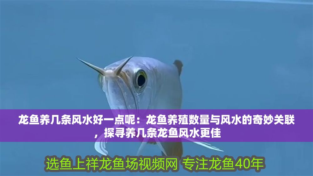 龍魚養(yǎng)幾條風(fēng)水好一點呢：龍魚養(yǎng)殖數(shù)量與風(fēng)水的奇妙關(guān)聯(lián)，探尋養(yǎng)幾條龍魚風(fēng)水更佳