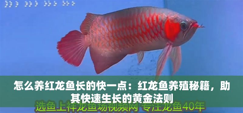 怎么養紅龍魚長的快一點：紅龍魚養殖秘籍，助其快速生長的黃金法則