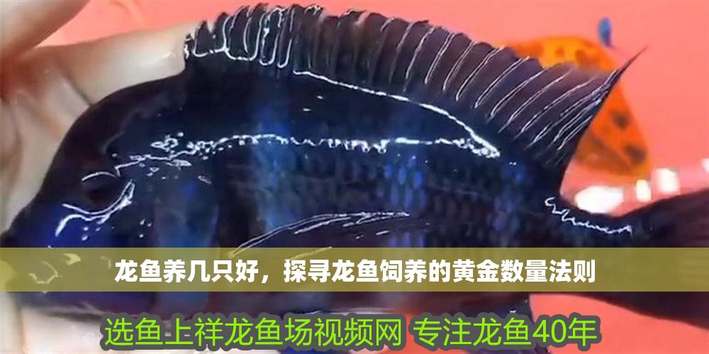 龍魚養(yǎng)幾只好，探尋龍魚飼養(yǎng)的黃金數(shù)量法則