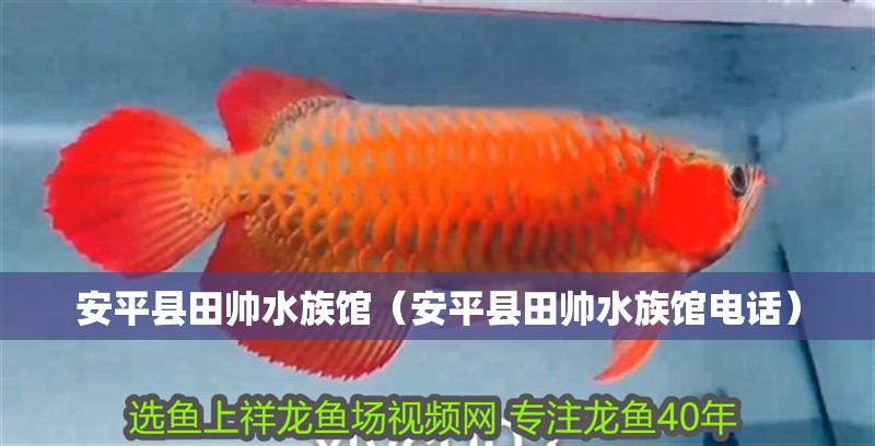 <strong><mark>安平</mark></strong>縣田帥水族館（<strong><mark>安平</mark></strong>縣田帥水族館電話）