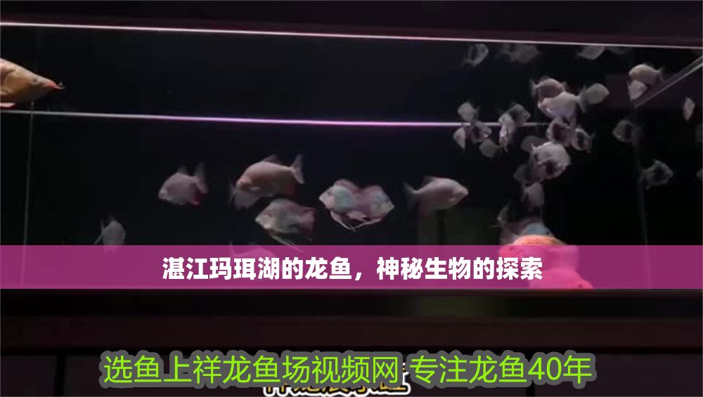湛江瑪珥湖的龍魚，神秘生物的探索