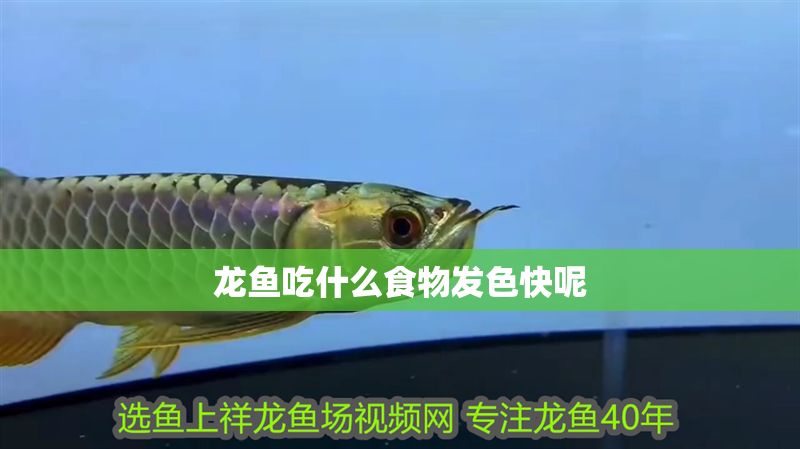 龍魚吃什么食物發色快呢 龍魚吃什么食物發色快呢 龍魚百科 第2張