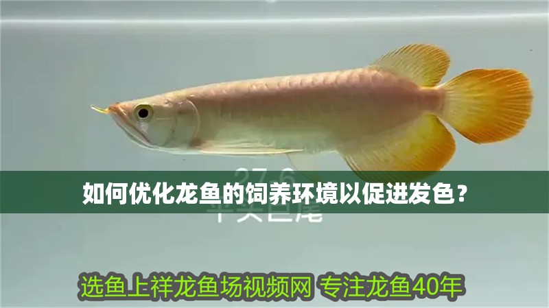 如何優化龍魚的飼養環境以促進發色？