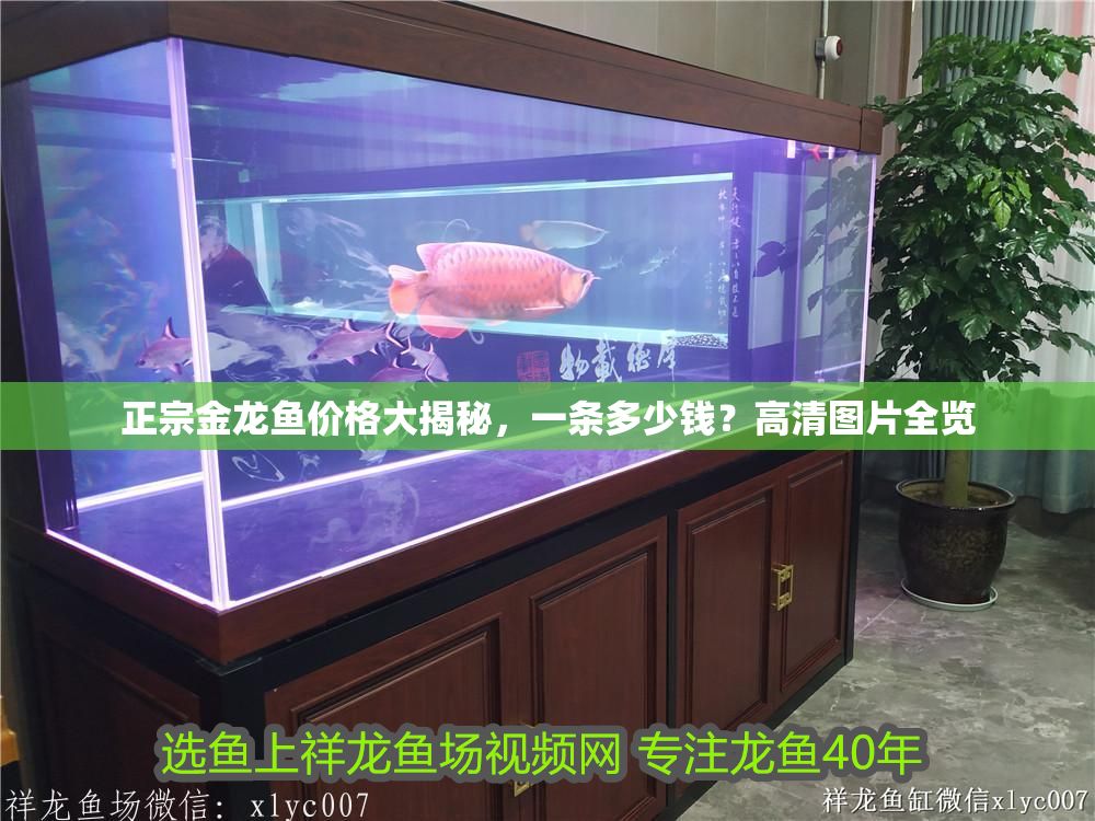 正宗金龍魚價格大揭秘，一條多少錢？高清圖片全覽