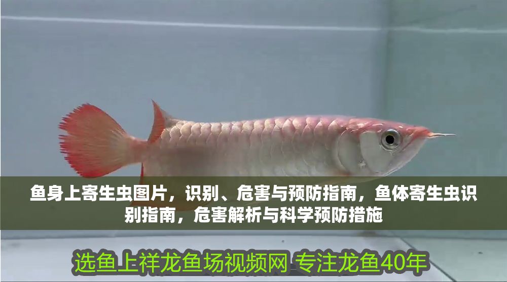 魚身上寄生蟲圖片，識別、危害與預防指南，魚體寄生蟲識別指南，危害解析與科學預防措施