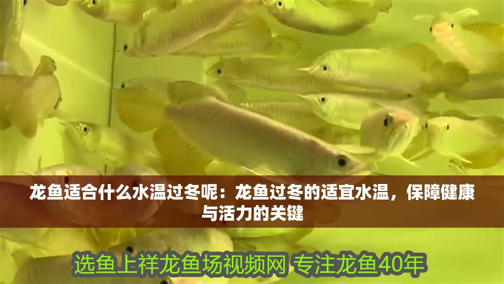 龍魚適合什么水溫過冬呢：龍魚過冬的適宜水溫，保障健康與活力的關鍵