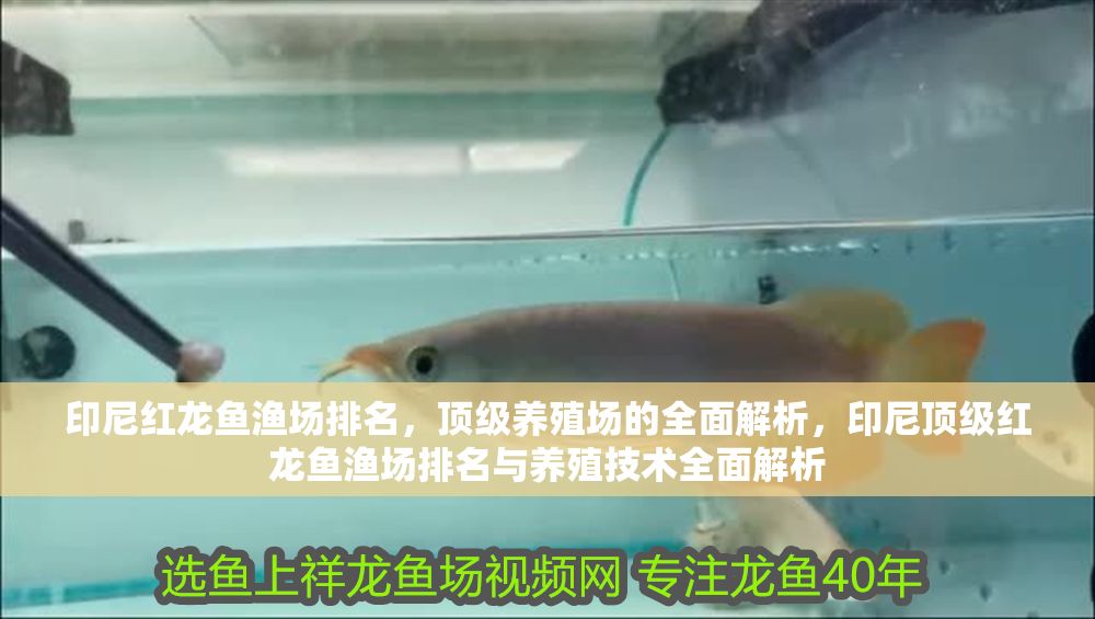 印尼紅龍魚漁場排名，頂級養殖場的全面解析，印尼頂級紅龍魚漁場排名與養殖技術全面解析