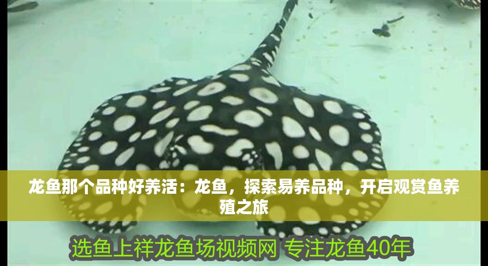 龍魚那個品種好養(yǎng)活：龍魚，探索易養(yǎng)品種，開啟觀賞魚養(yǎng)殖之旅