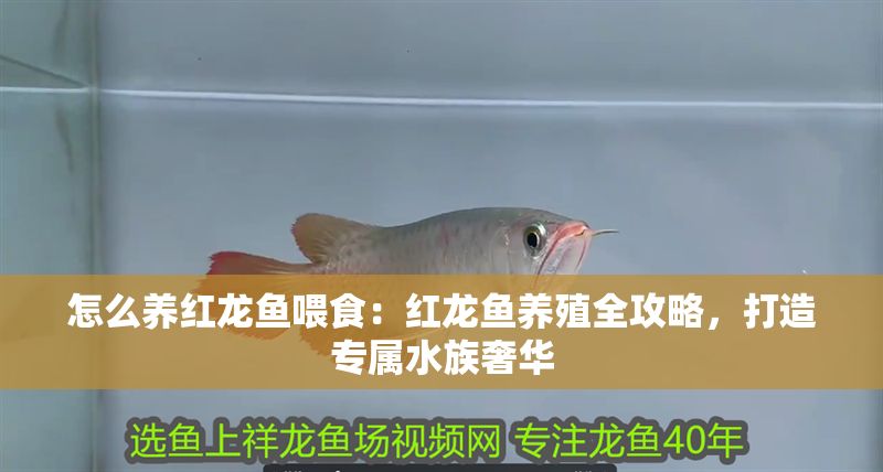 怎么養(yǎng)紅龍魚喂食：紅龍魚養(yǎng)殖全攻略，打造專屬水族奢華