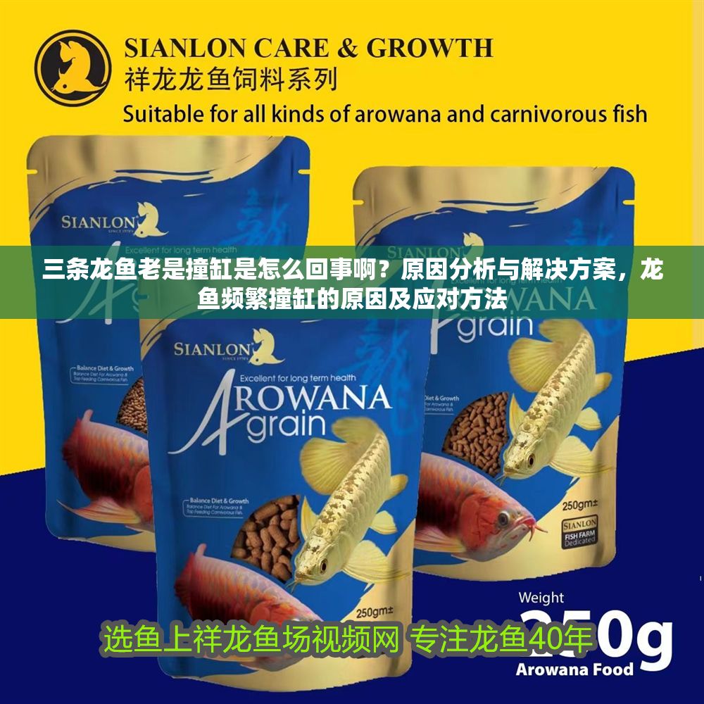 三條龍魚老是撞缸是怎么回事啊？原因分析與解決方案，龍魚頻繁撞缸的原因及應對方法