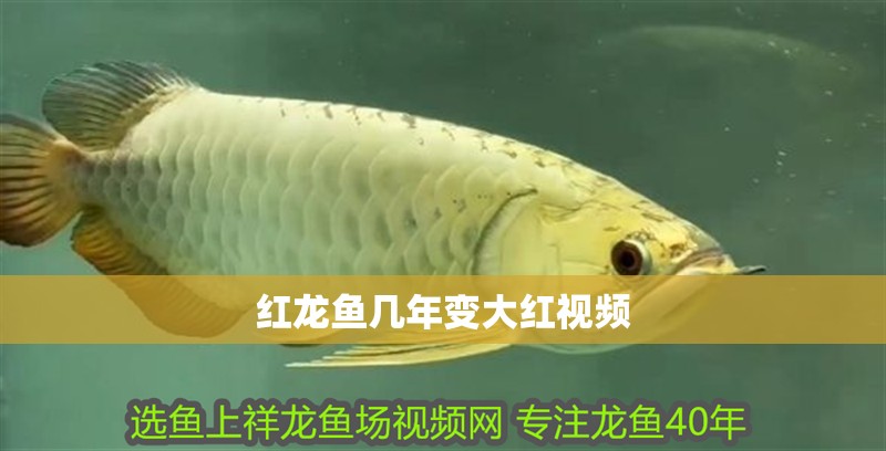 紅龍魚(yú)幾年變大紅視頻