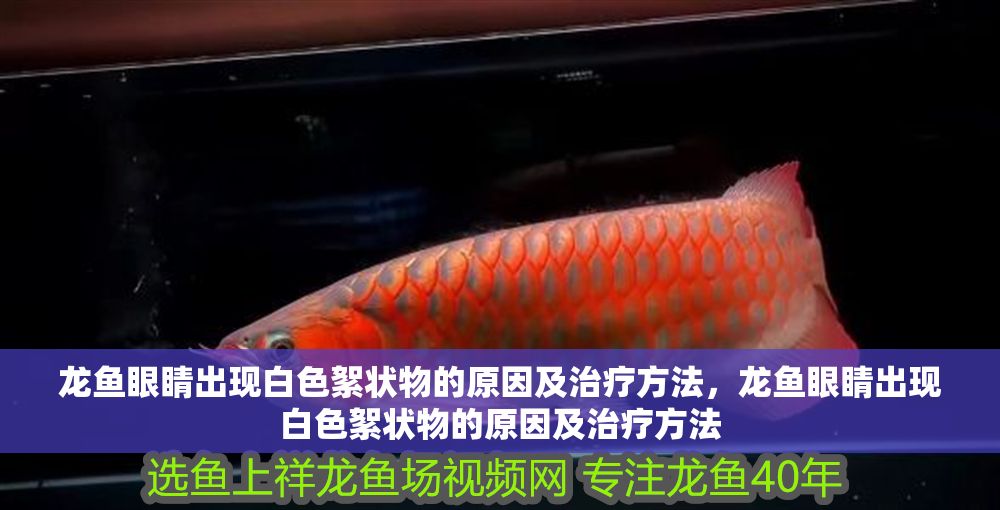 龍魚眼睛出現(xiàn)白色絮狀物的原因及治療方法，龍魚眼睛出現(xiàn)白色絮狀物的原因及治療方法
