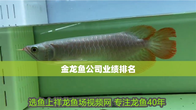 金龍魚公司業績排名