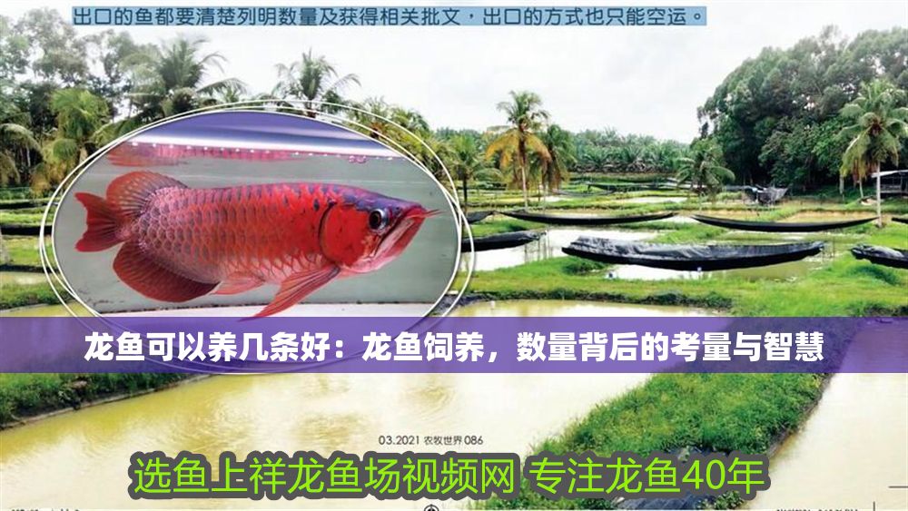 龍魚可以養(yǎng)幾條好：龍魚飼養(yǎng)，數(shù)量背后的考量與智慧