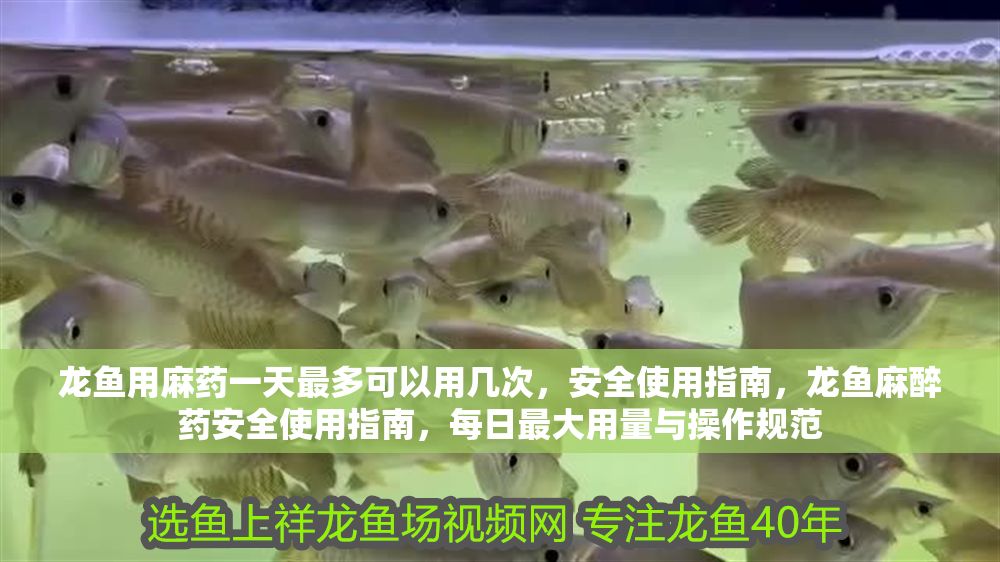 龍魚用麻藥一天最多可以用幾次，安全使用指南，龍魚麻醉藥安全使用指南，每日最大用量與操作規范