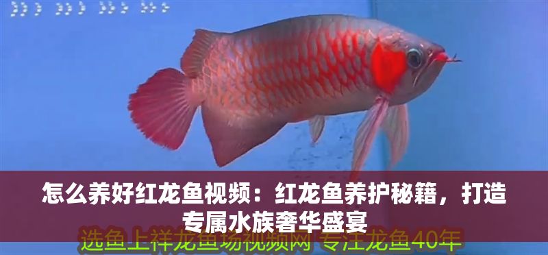 怎么養好紅龍魚視頻：紅龍魚養護秘籍，打造專屬水族奢華盛宴