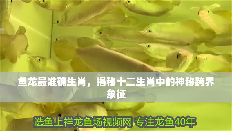 魚龍最準(zhǔn)確生肖，揭秘十二生肖中的神秘跨界象征
