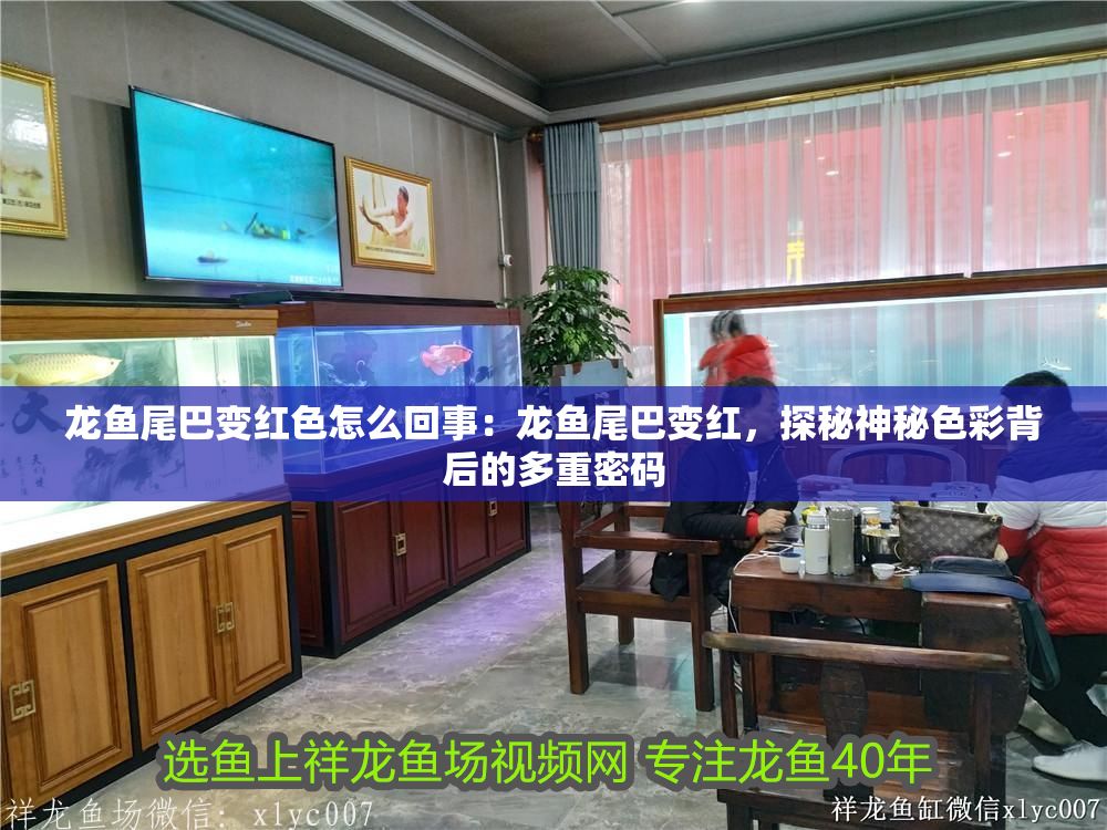 龍魚尾巴變紅色怎么回事：龍魚尾巴變紅，探秘神秘色彩背后的多重密碼