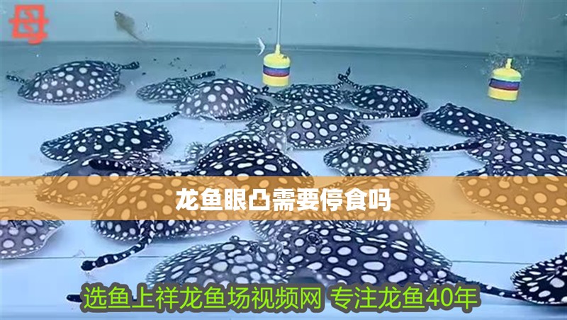 龍魚眼凸需要停食嗎 龍魚眼凸需要停食嗎 龍魚百科
