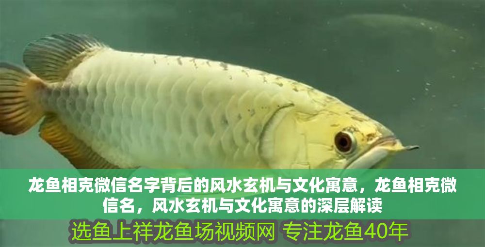龍魚相克微信名字背后的風(fēng)水玄機(jī)與文化寓意，龍魚相克微信名，風(fēng)水玄機(jī)與文化寓意的深層解讀