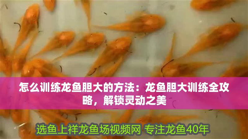 怎么訓練龍魚膽大的方法：龍魚膽大訓練全攻略，解鎖靈動之美