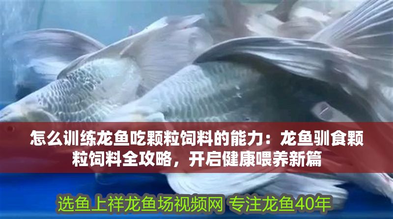 怎么訓練龍魚吃顆粒飼料的能力：龍魚馴食顆粒飼料全攻略，開啟健康喂養新篇