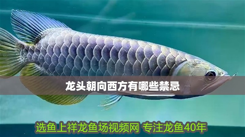 龍頭朝向西方有哪些禁忌
