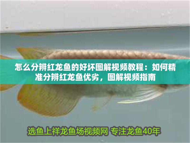 怎么分辨紅龍魚的好壞圖解視頻教程：如何精準分辨紅龍魚優劣，圖解視頻指南