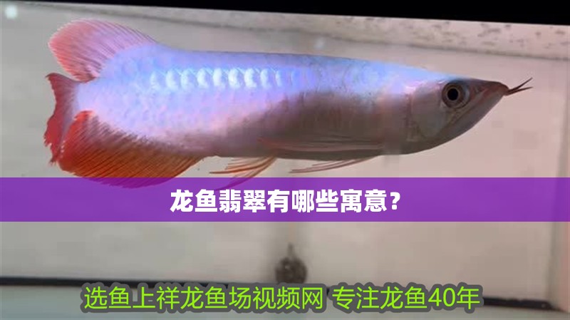 龍魚翡翠有哪些寓意？