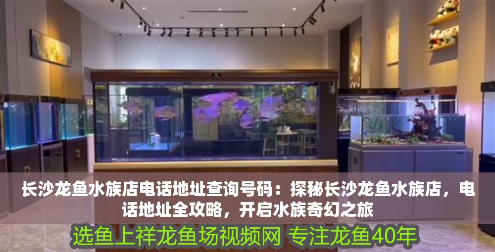 長沙龍魚水族店電話地址查詢號碼：探秘長沙龍魚水族店，電話地址全攻略，開啟水族奇幻之旅