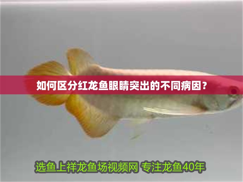 如何區分紅龍魚眼睛突出的不同病因？