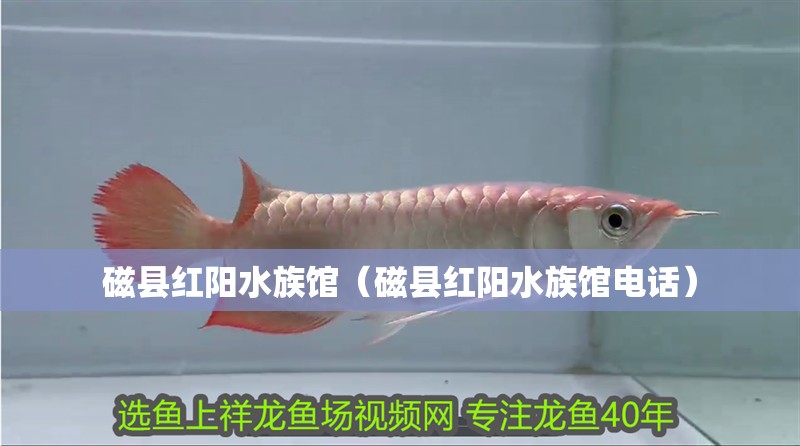 磁縣紅陽水族館（磁縣紅陽水族館電話）